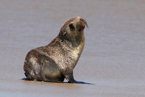 Australian Fur Seal (Arctocephalus pusillus)